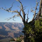 Grand Canyon II