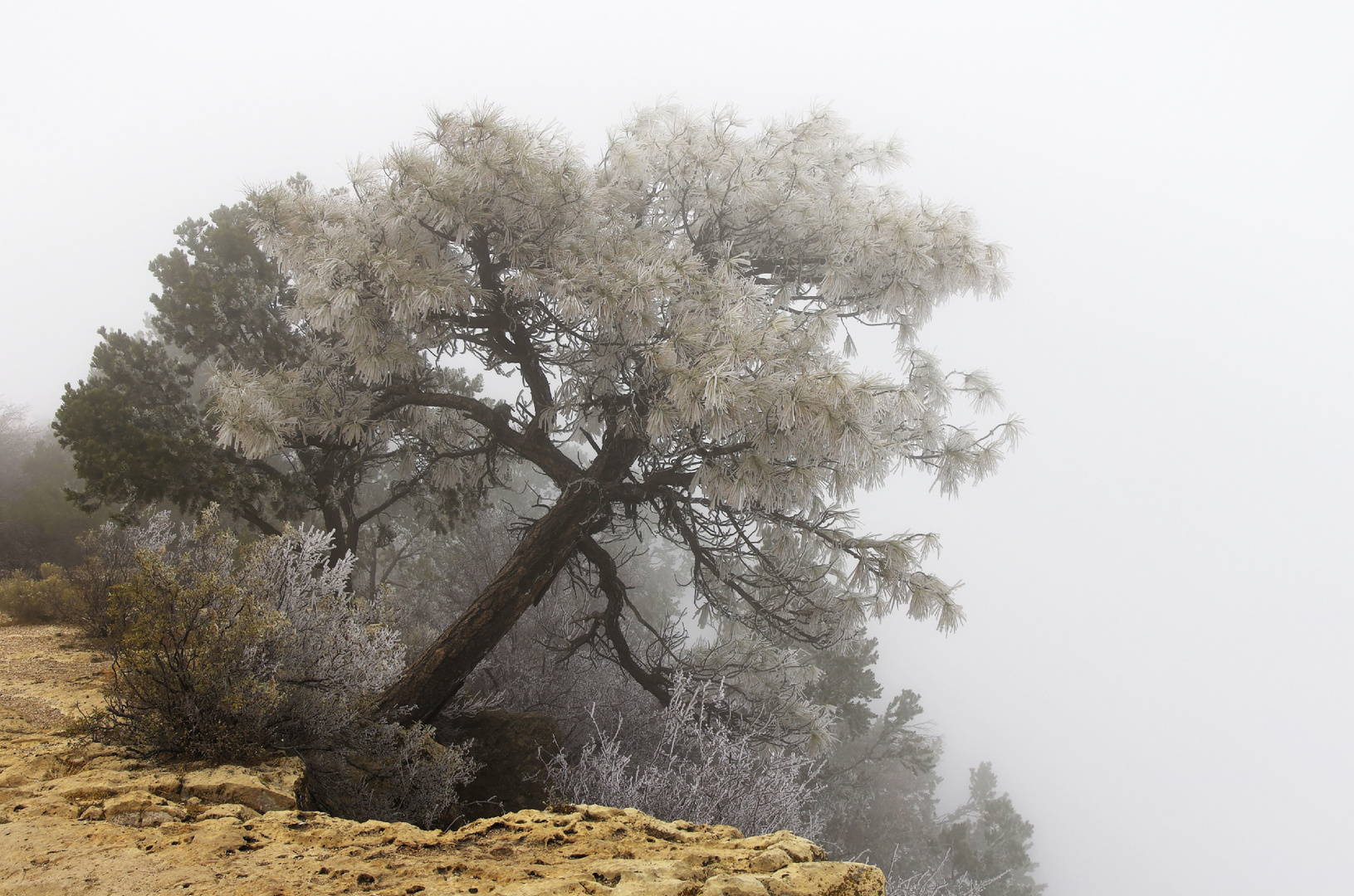 Grand Canyon - Life on the Edge