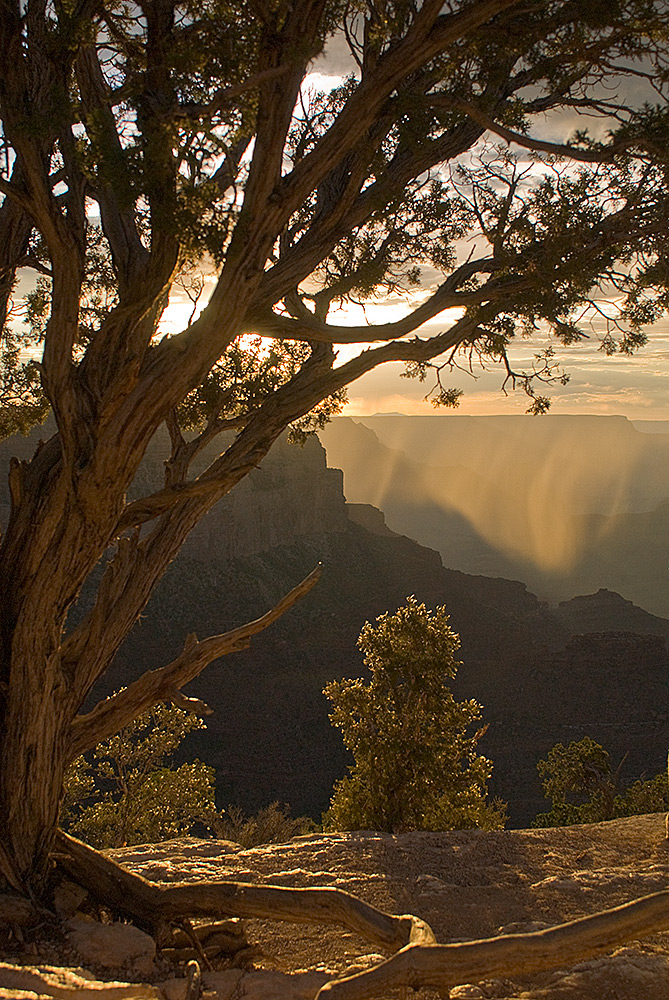 Grand Canyon nach dem Regen