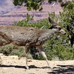 Grand Canyon Spaziergang