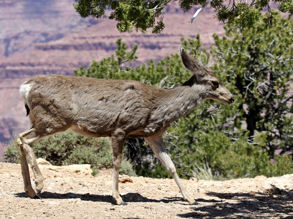 Grand Canyon Spaziergang Foto & Bild | tiere, wildlife, säugetiere