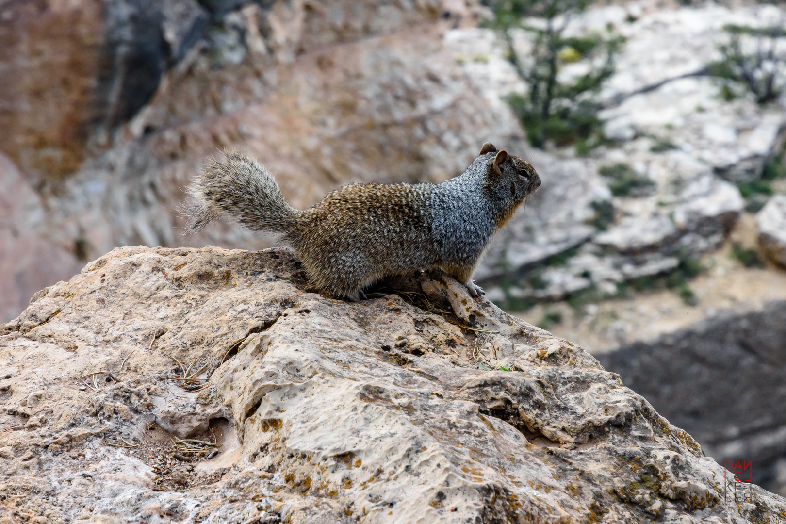 Grand Canyon Squirell