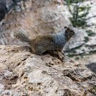 Grand Canyon Squirell