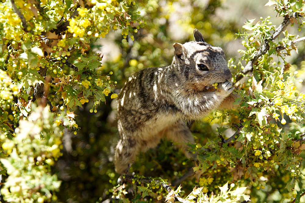 Grand Canyon - Squirrel beim Mittagessen