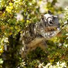 Grand Canyon - Squirrel beim Mittagessen