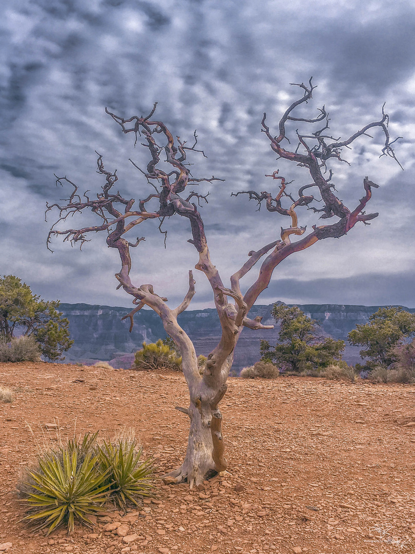 Grand Canyon Treeincarnation