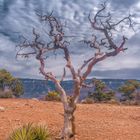 Grand Canyon Treeincarnation