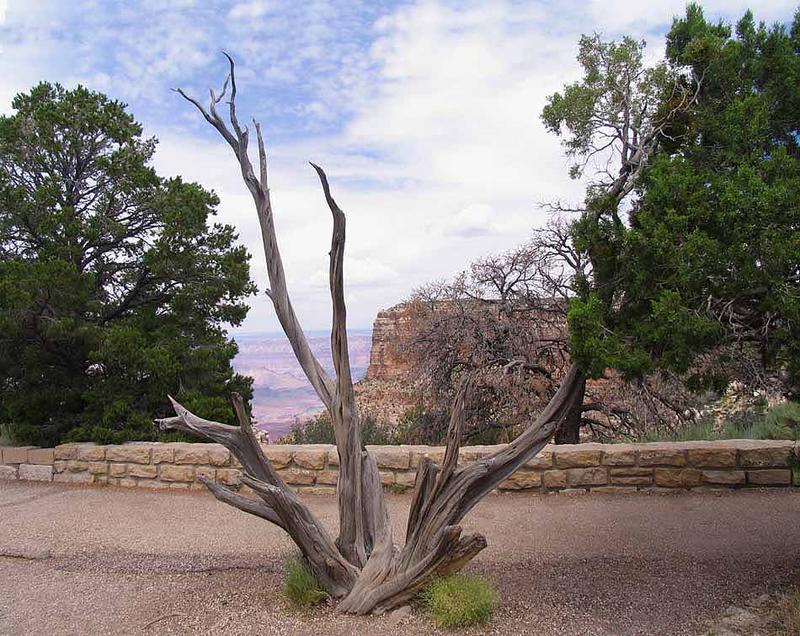 Grand Canyon Tree`s