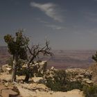 Grand Canyon Trees