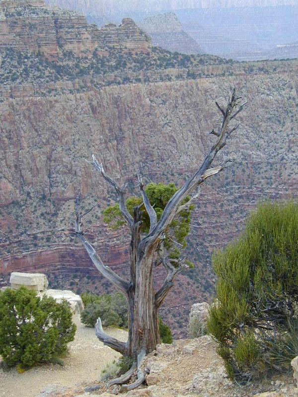 Grand Canyon und seine Bäume