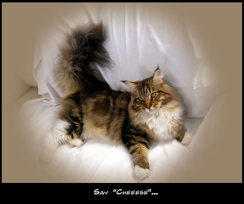 Grand Champion in UK