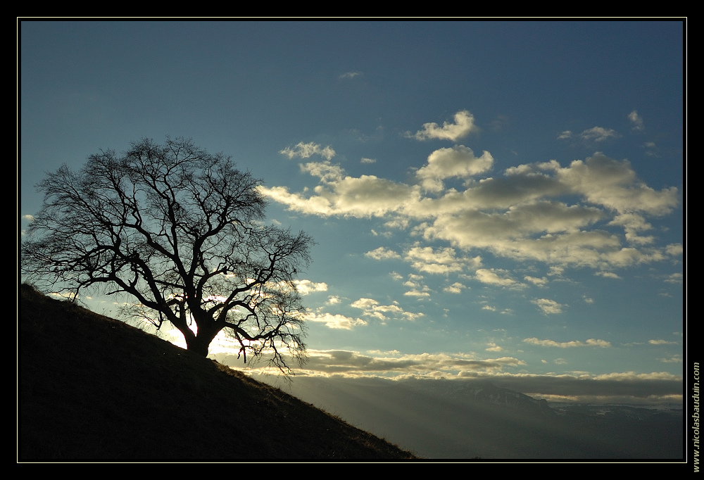 Grand Chene de Venon - Janvier 2008