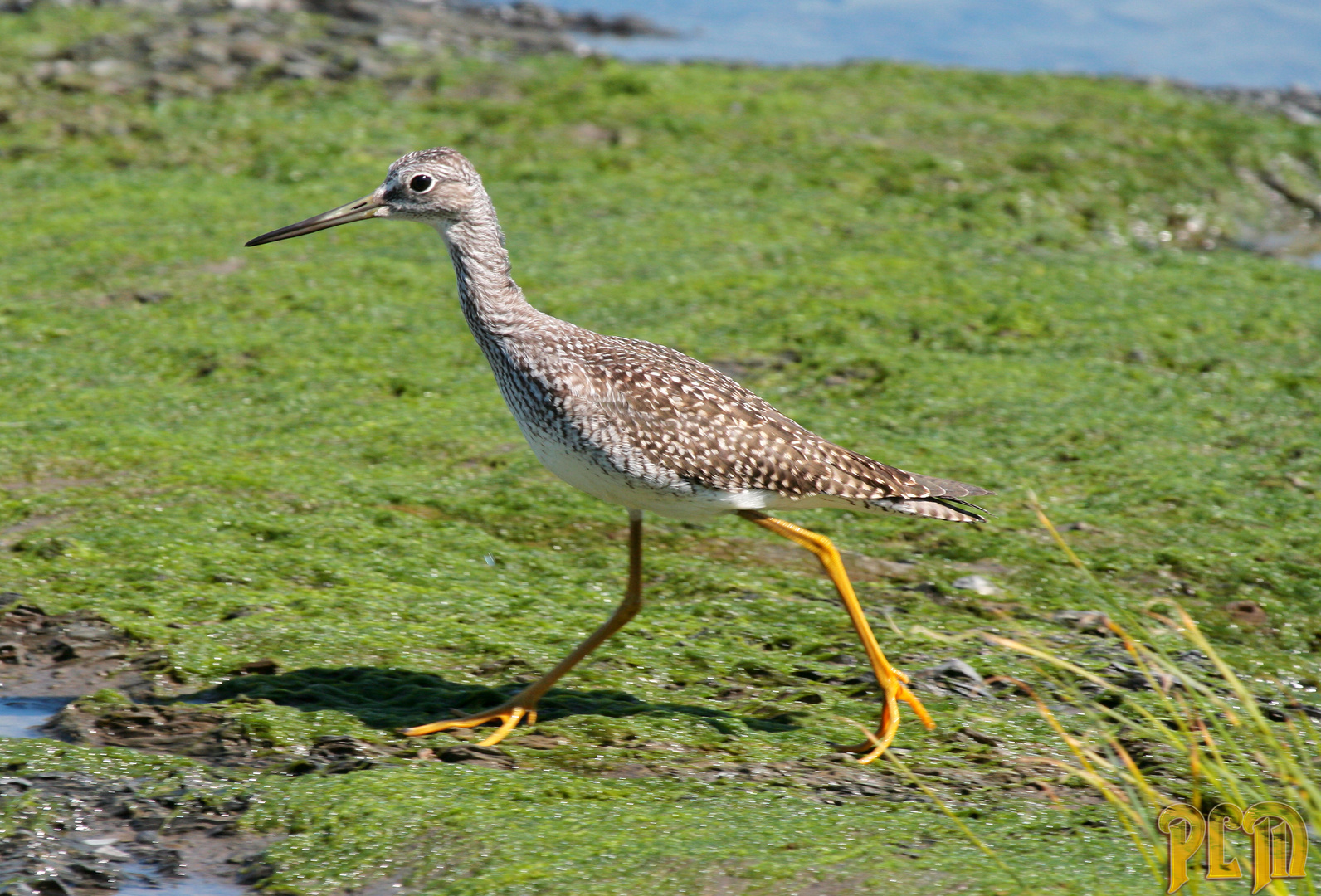 Grand Chevalier (greater yellow legs) - Ile d'Orléans QC aout 2010