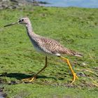 Grand Chevalier (greater yellow legs) - Ile d'Orléans QC aout 2010