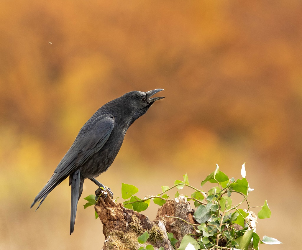 Grand corbeau photo et image nature Images