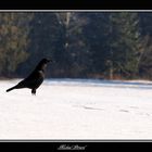 GRAND corbeau