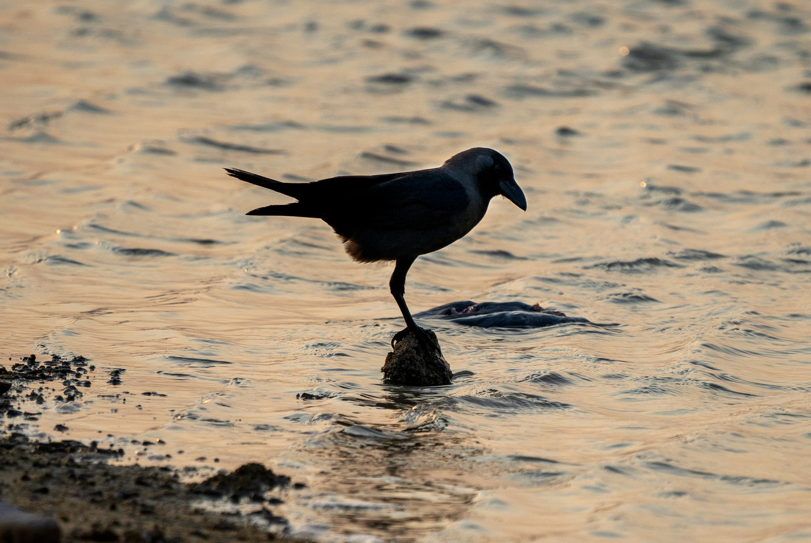 Grand Corbeau