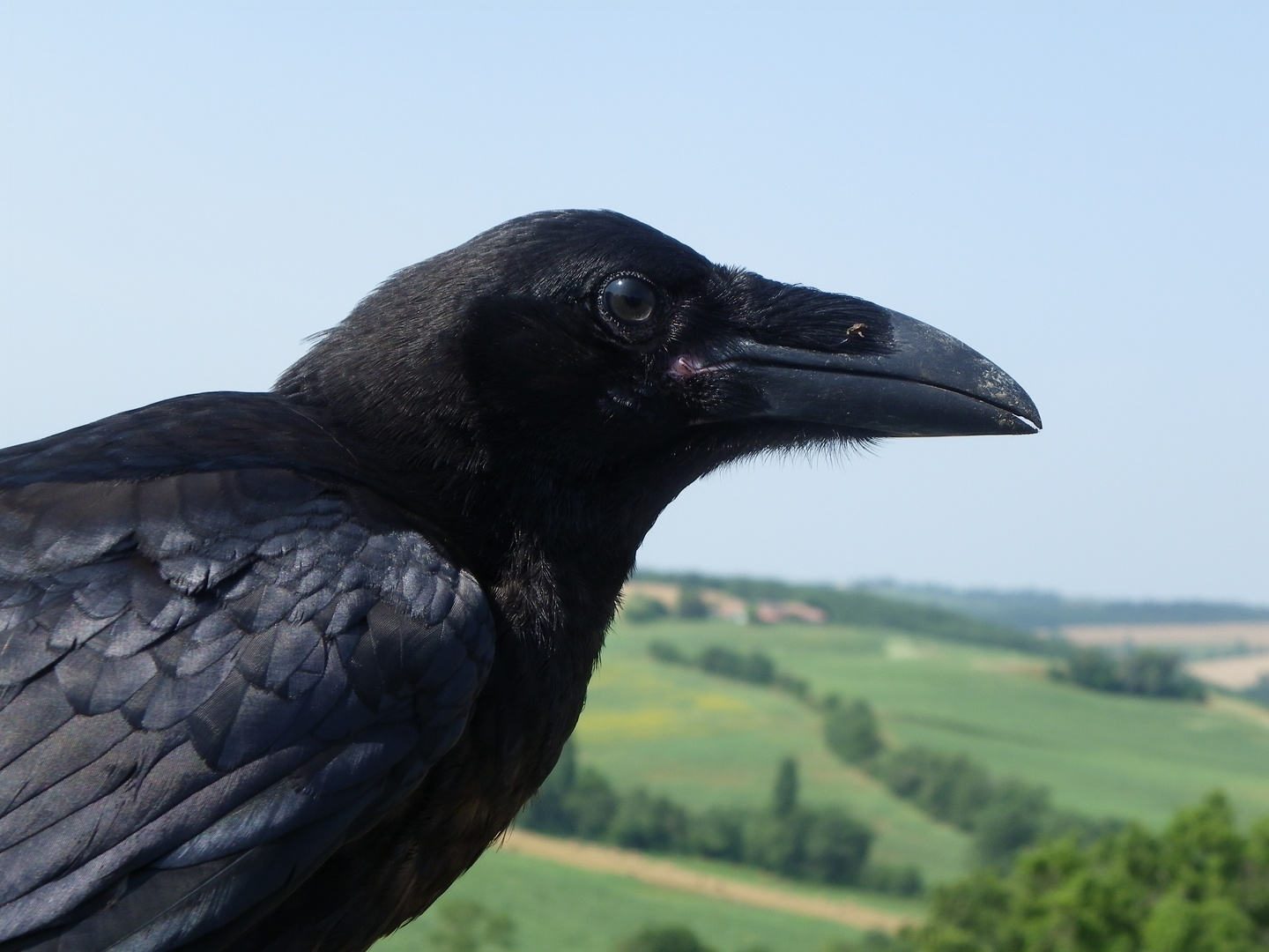 grand corbeau (corvus corax)