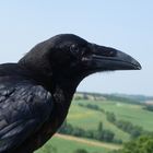 grand corbeau (corvus corax)