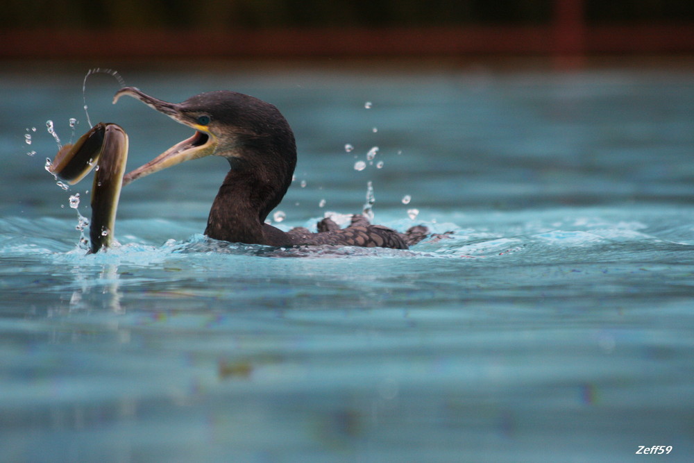 Grand Cormoran + Anguille !