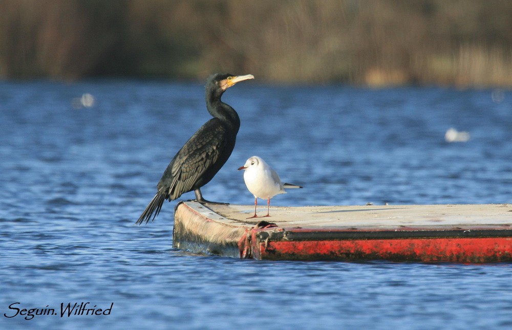 Grand Cormoran avec une Mouette Rieuse