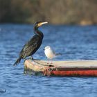 Grand Cormoran avec une Mouette Rieuse