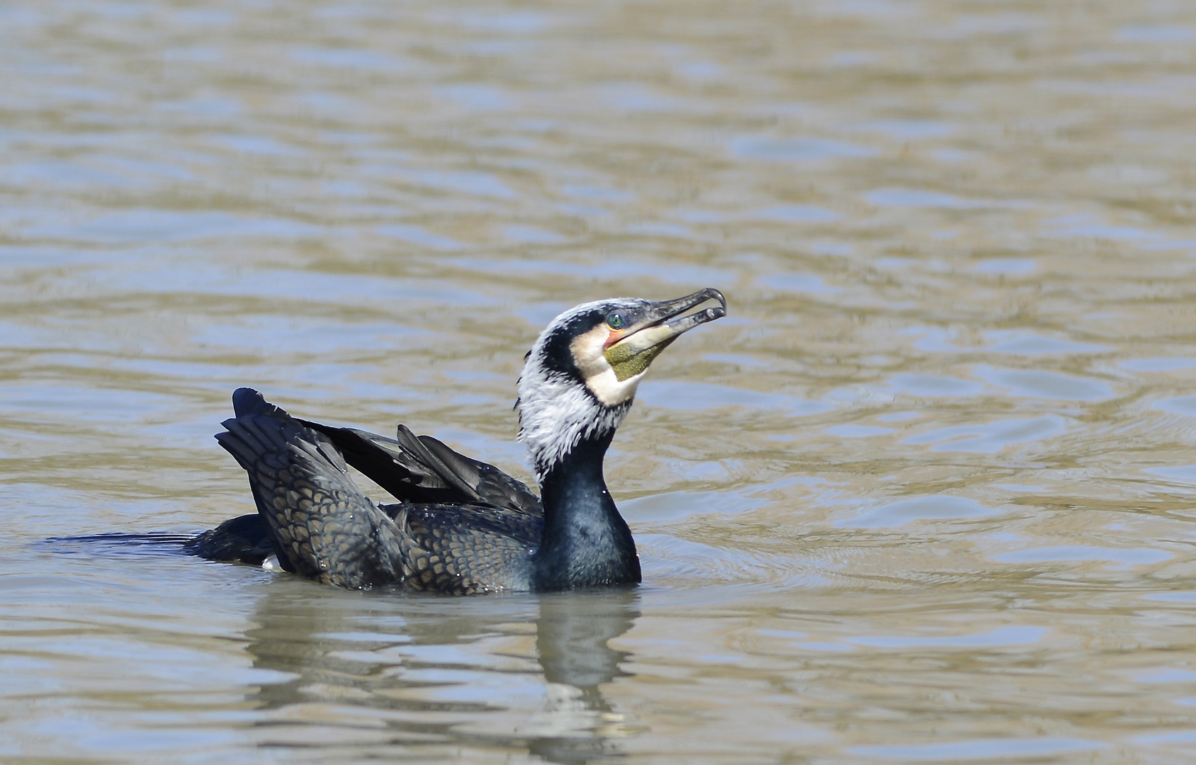 Grand Cormoran