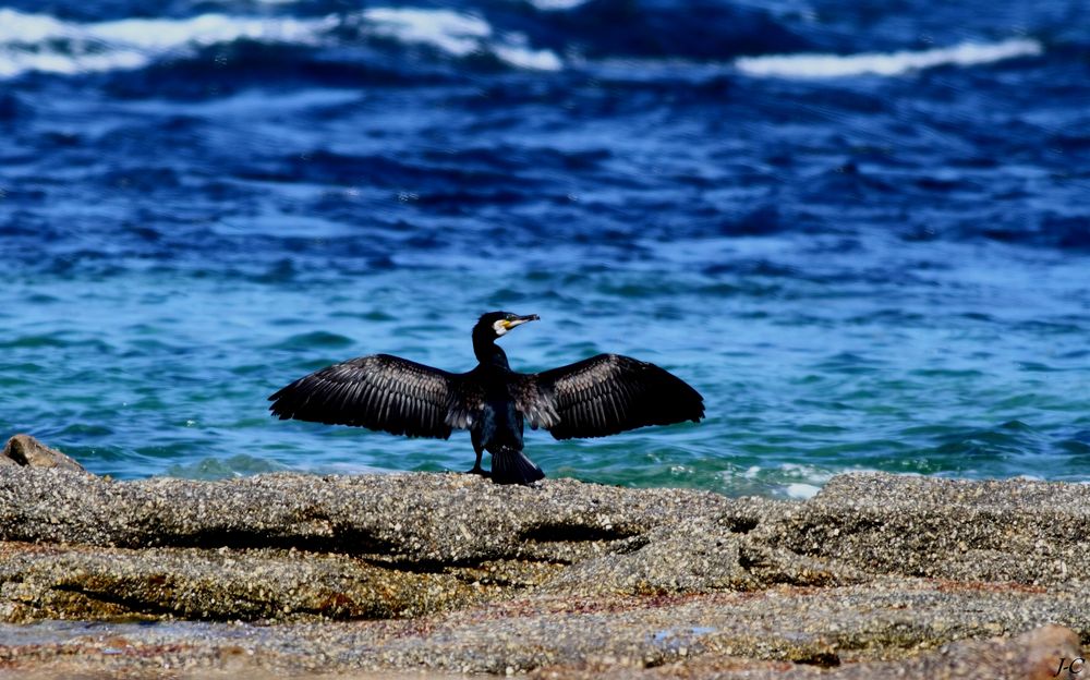 " Grand cormoran "