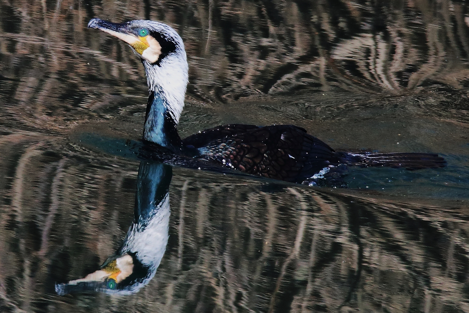 Grand Cormoran !