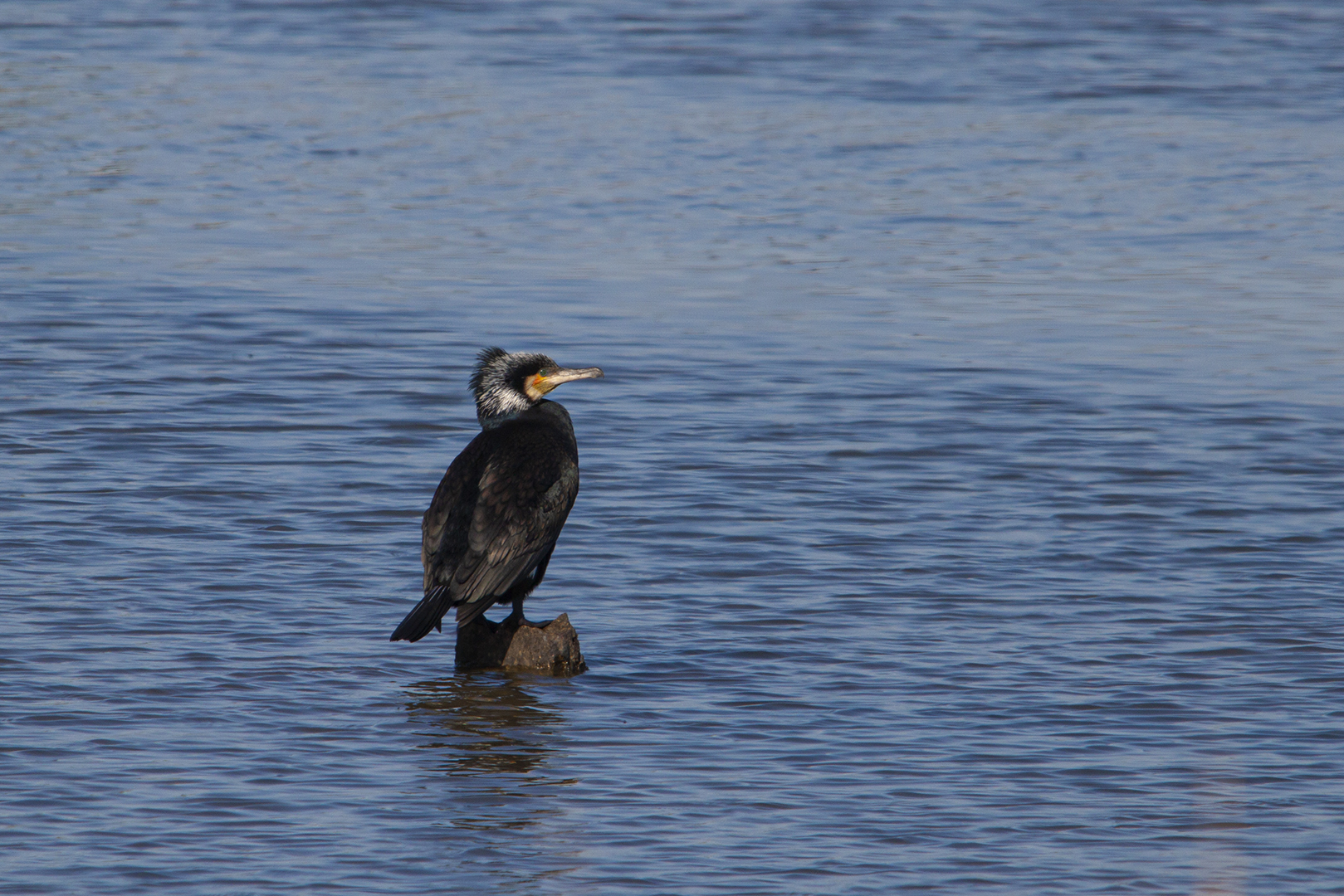 Grand Cormoran en plumage nuptial