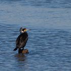 Grand Cormoran en plumage nuptial