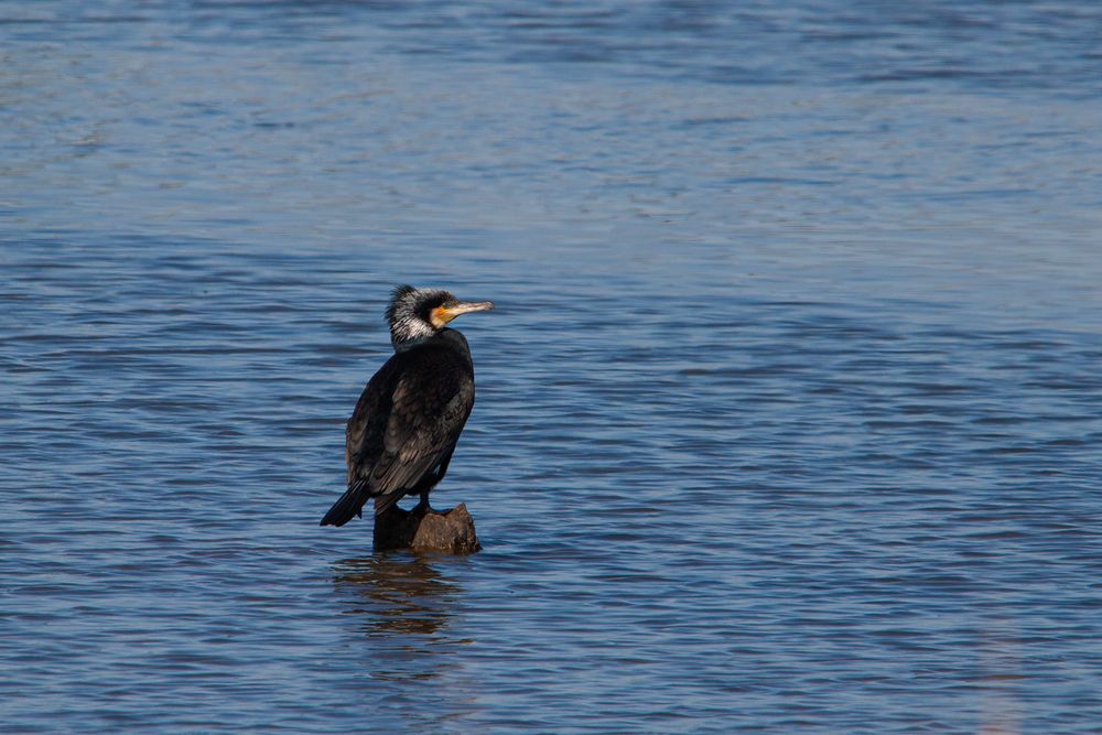 Grand Cormoran en plumage nuptial