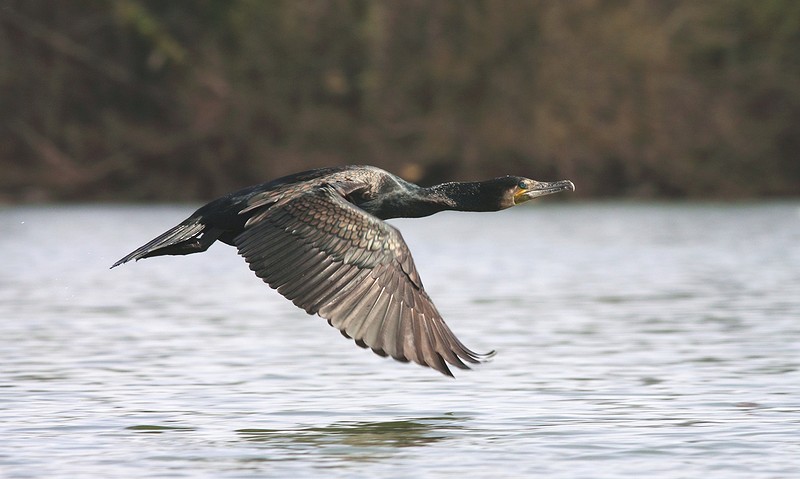 Grand Cormoran en vol!