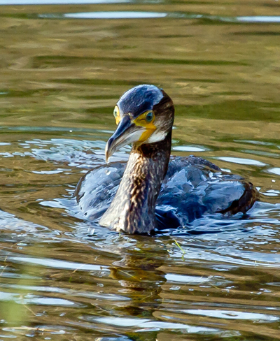 GRAND CORMORAN, le rume