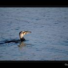 Grand cormoran - Phalacrocorax carbo