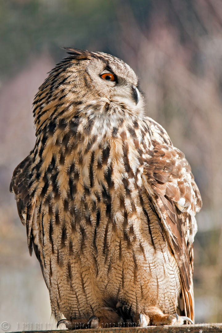 Grand Duc éduqué!