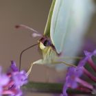 Grand écart pour le nectar...