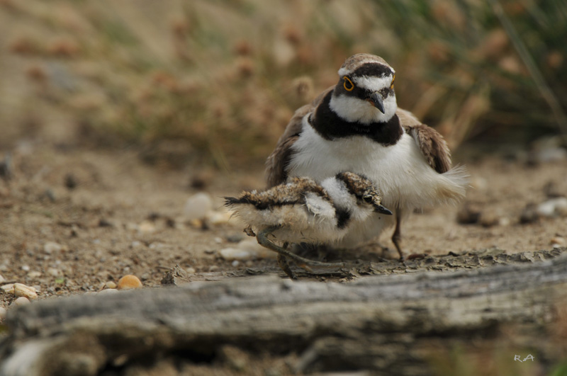 Grand gravelot et son poussin