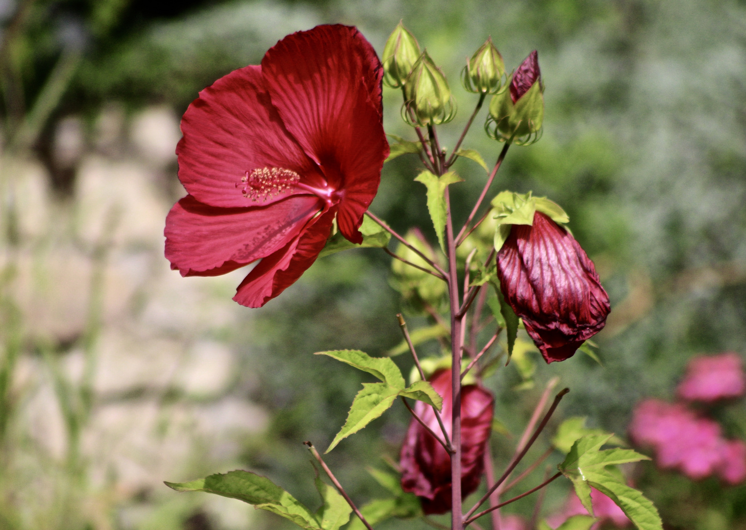 ...grand hibiscus - rouge !!!..