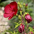 ...grand hibiscus - rouge !!!..