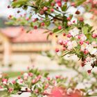 Grand Hotel Toblach - Frühling im Fokus