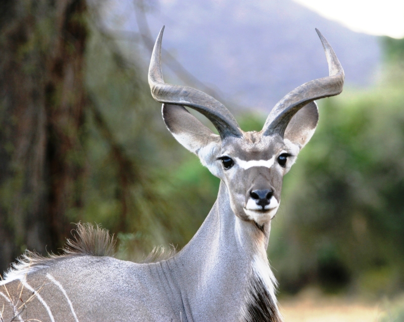Grand Koudou (Greater Kudu) - Samburu / Kenya - Biche oh ma biche !
