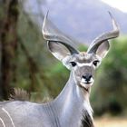 Grand Koudou (Greater Kudu) - Samburu / Kenya - Biche oh ma biche !