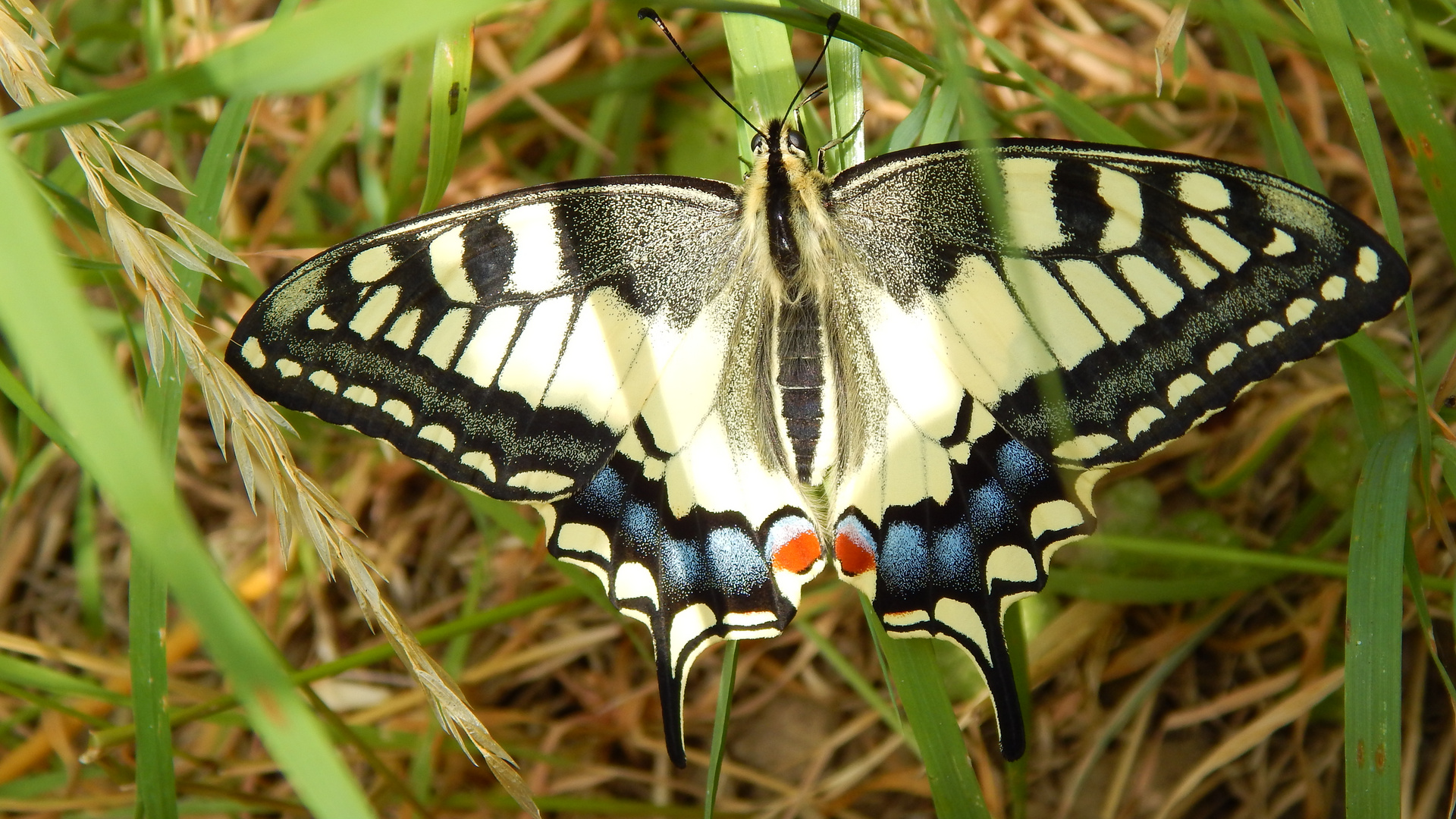 grand machaon