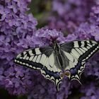 Grand Machaon