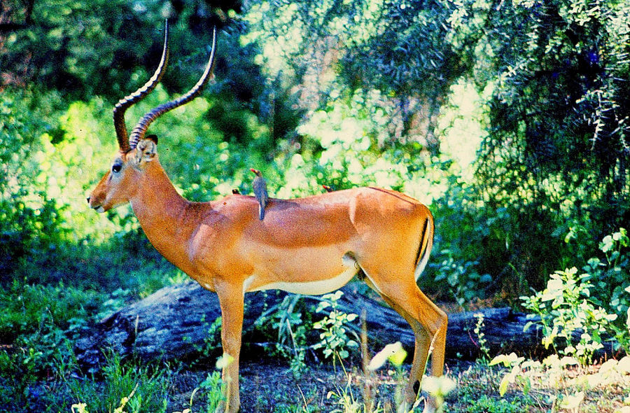 Grand Mâle -Impala - Kenya