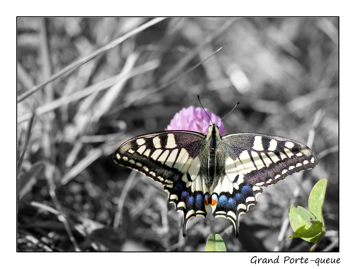 Grand Porte-queue