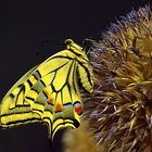 Grand porte-queue (Papilio machaon)