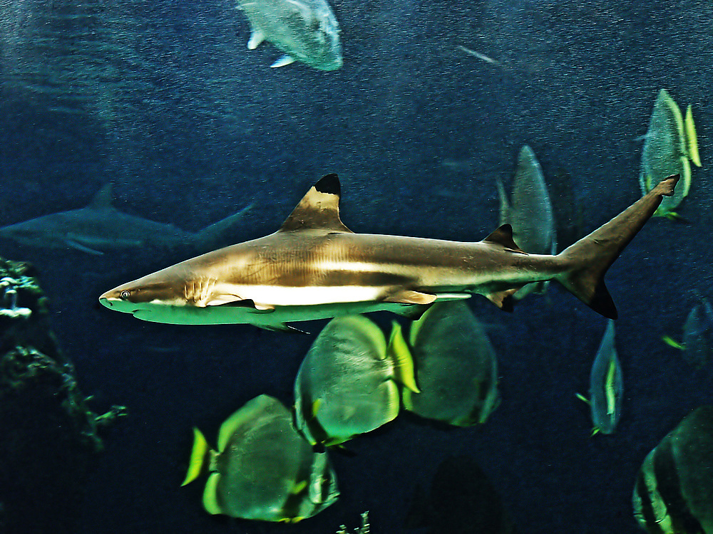  Grand requin  à pointes noires  --  Großer Schwarzspitzenhai