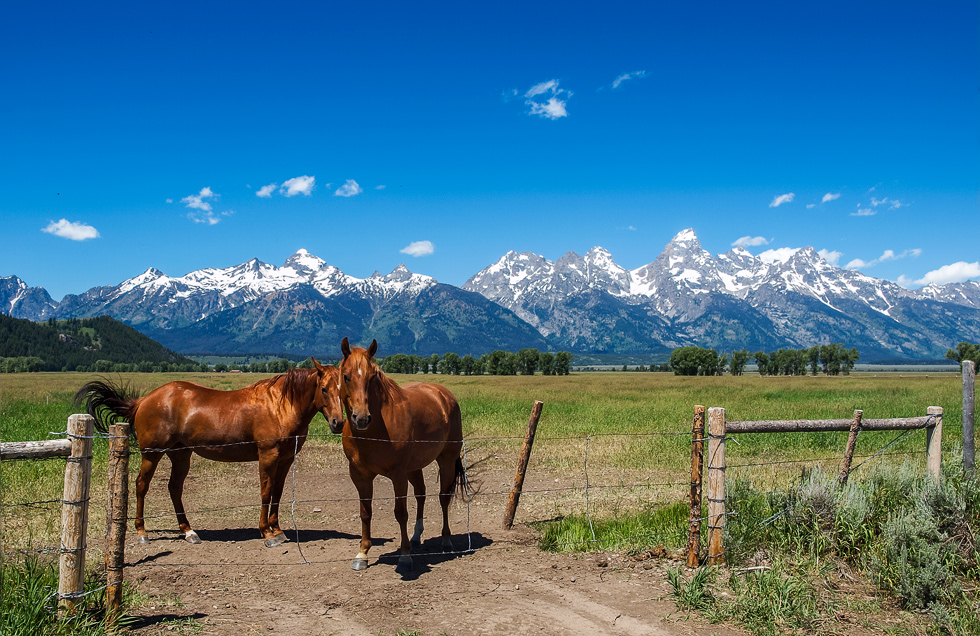 Grand Teton Horses